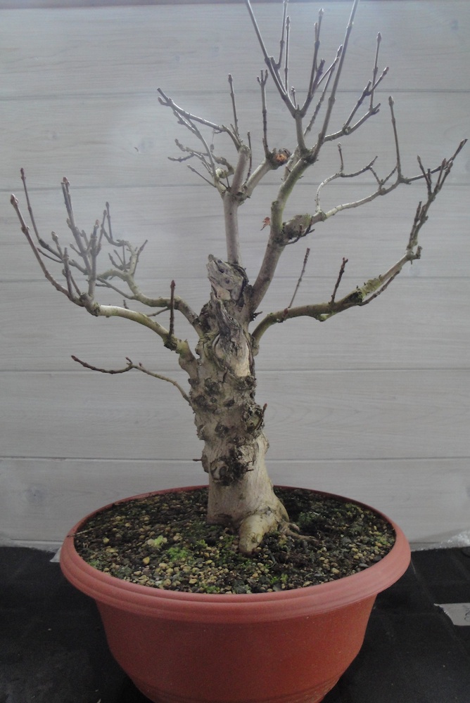 Acer platanoides Spitzahorn, www.bonsaifachforum.de