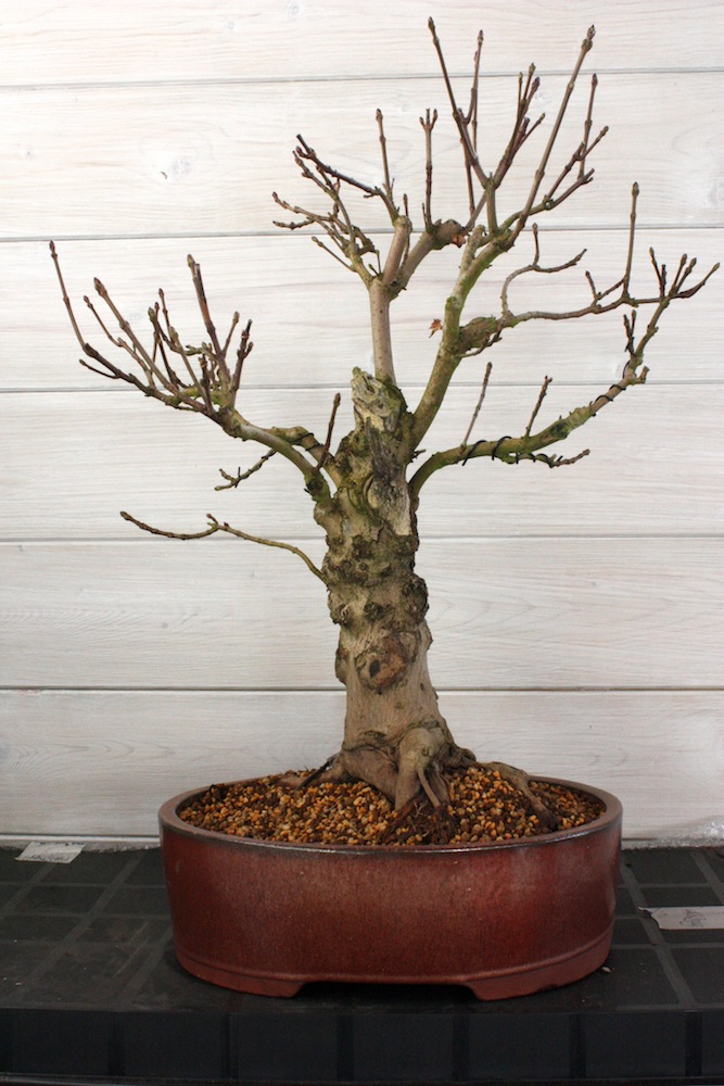 Spitzahorn-Bonsai-Baum